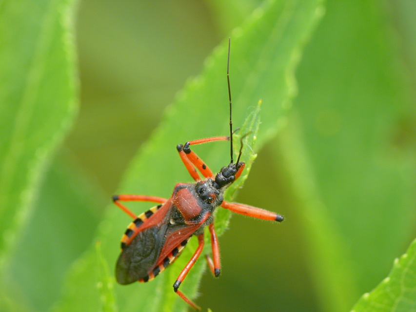 Rhynocoris iracundus - közönséges gyilkospoloska