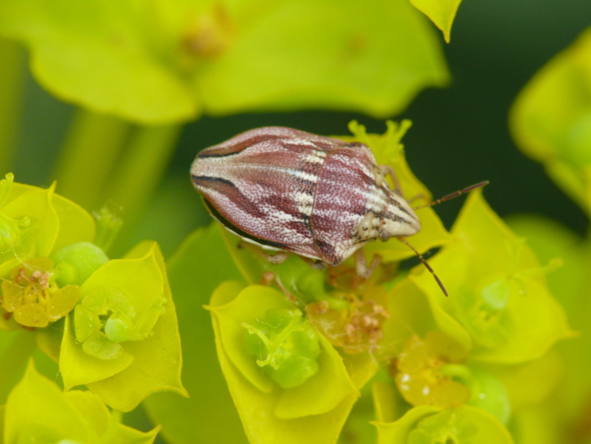 Odontotarsus purpureolineatus - tarka pajzsospoloska
