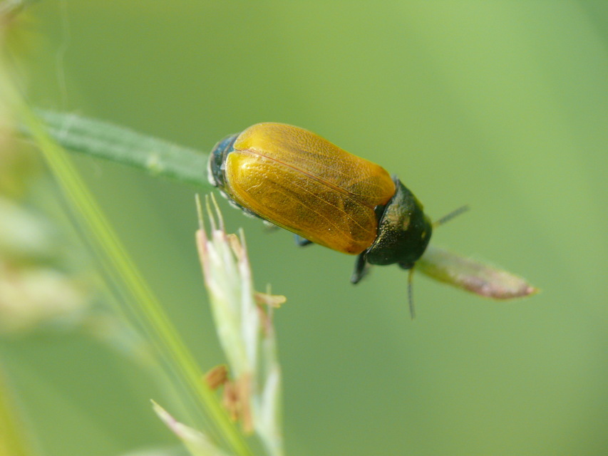 Labidostomis Labidostomis