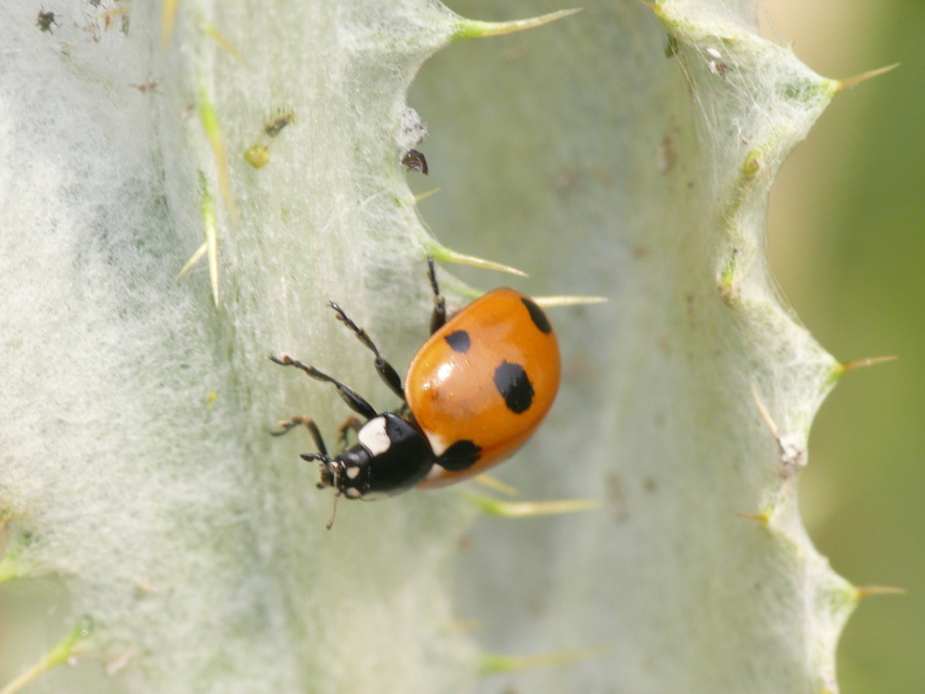 Coccinella septempunctata - hétpettyes katica