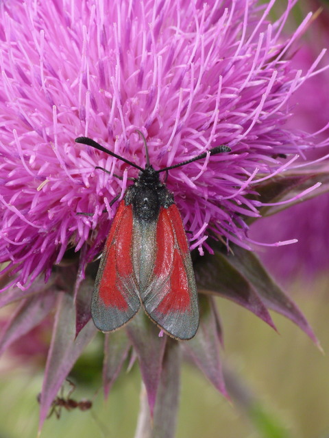 Zygaena minos/purpuralis
