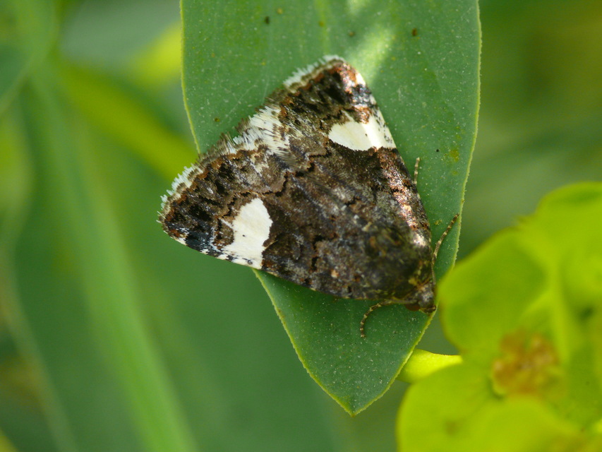 Tyta luctuosa - fekete nappalibagoly
