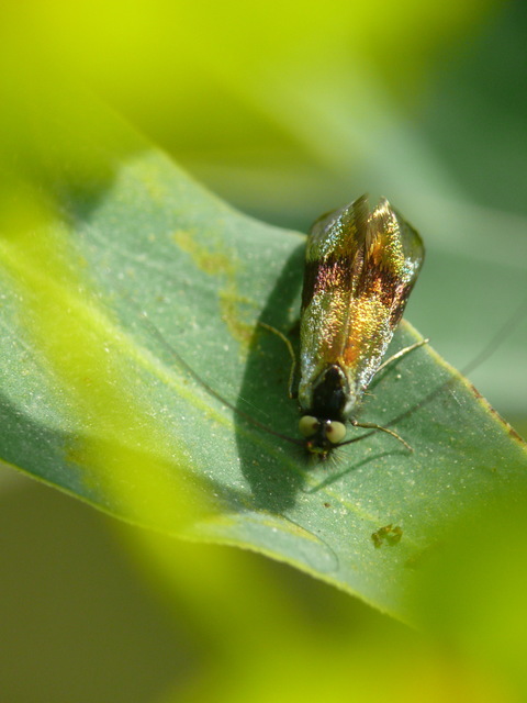 Adelidae - hosszúcsápú-tőrösmolyfélék