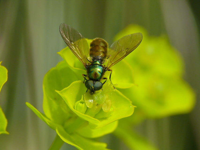 Chloromyia formosa - közönséges fémeslégy