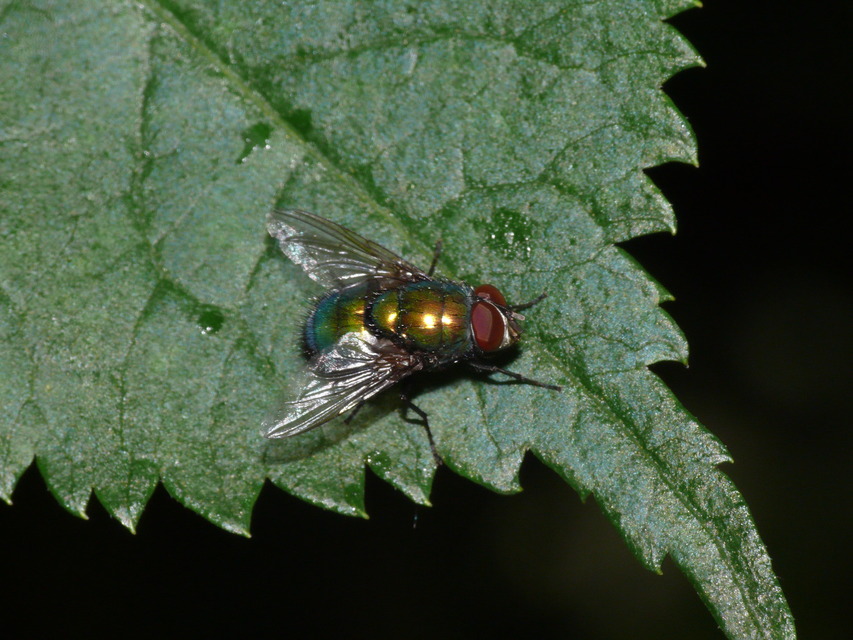 Lucilia