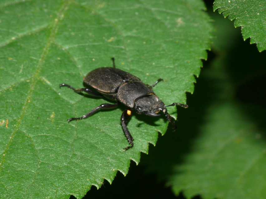 Dorcus parallelipipedus - kis szarvasbogár