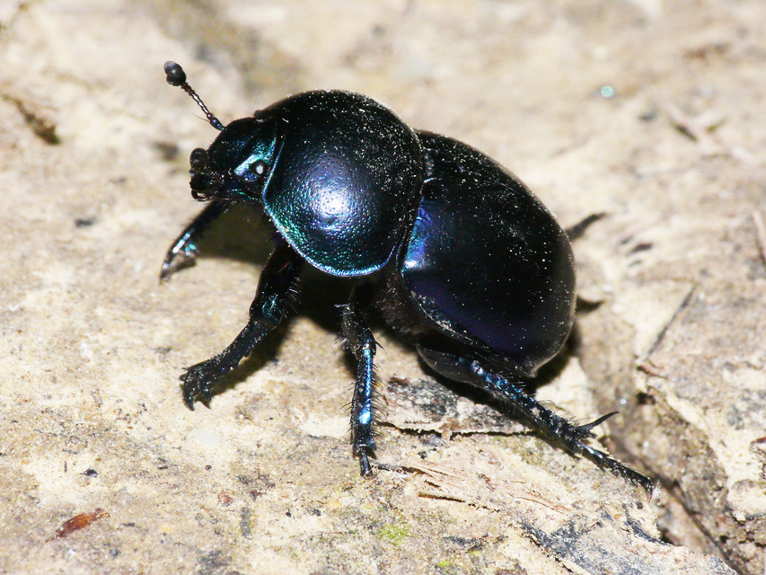 Trypocopris vernalis - tavaszi álganéjtúró