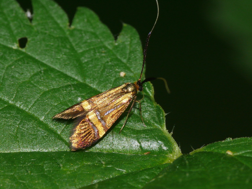 Nemophora