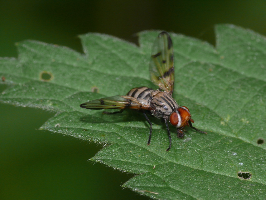 Otites formosa
