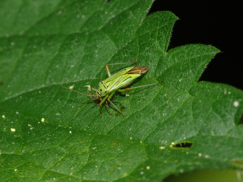 Mermitelocerus schmidtii