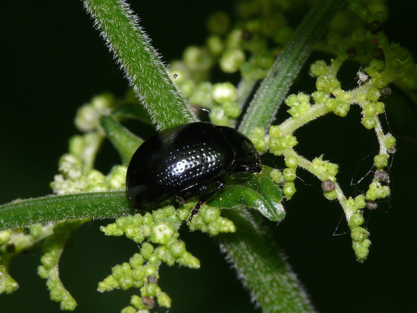 Chrysolina oricalcia - bronzos levélbogár