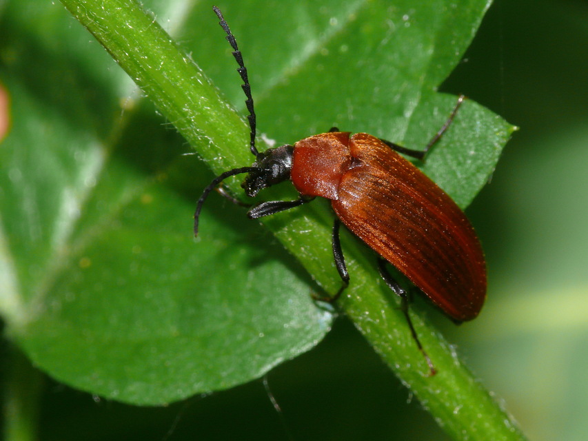 Pseudocistela ceramboides - narancssárga alkonybogár
