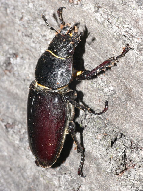 Lucanus cervus - nagy szarvasbogár