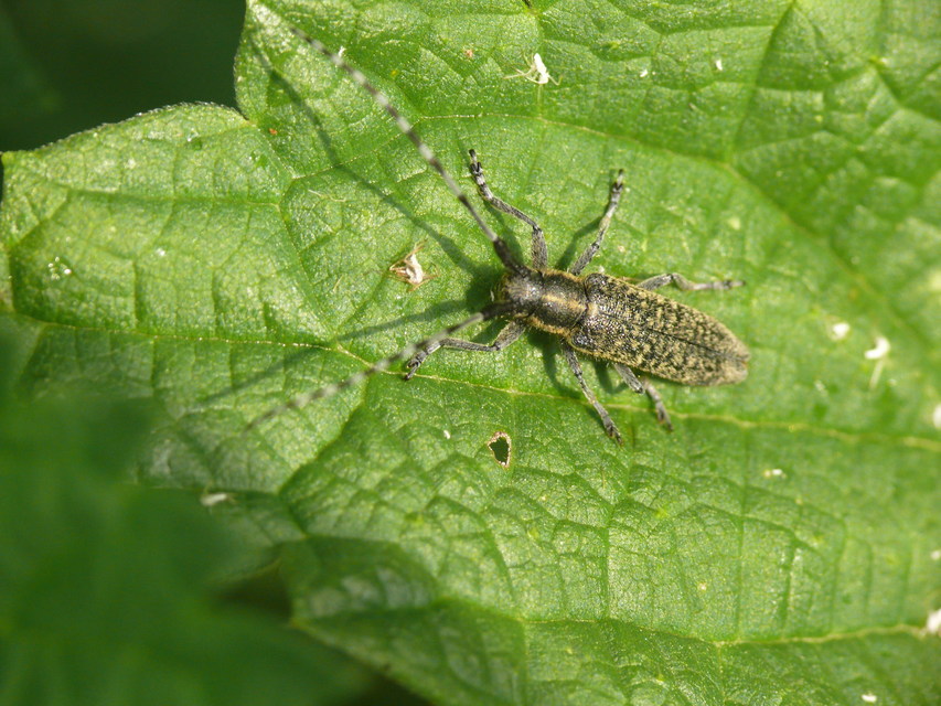 Agapanthia villosoviridescens - fehérgyűrűs bogáncscincér