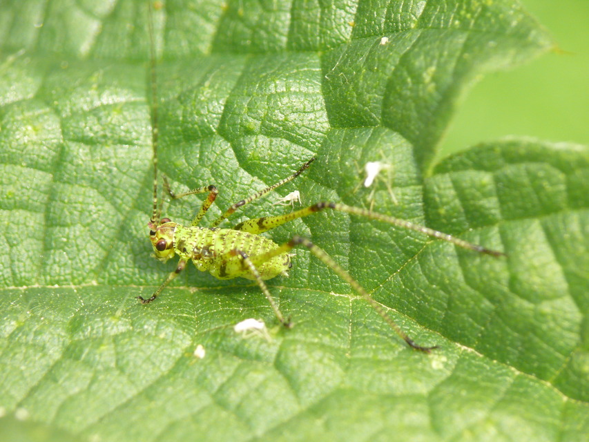 Phaneroptera