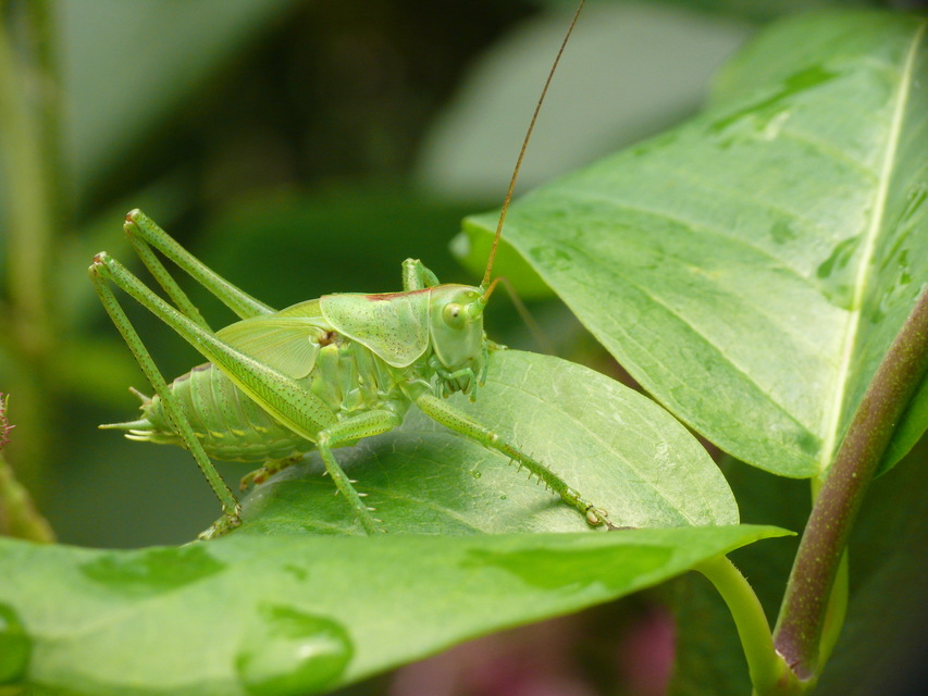 Tettigonia viridissima - zöld lombszöcske