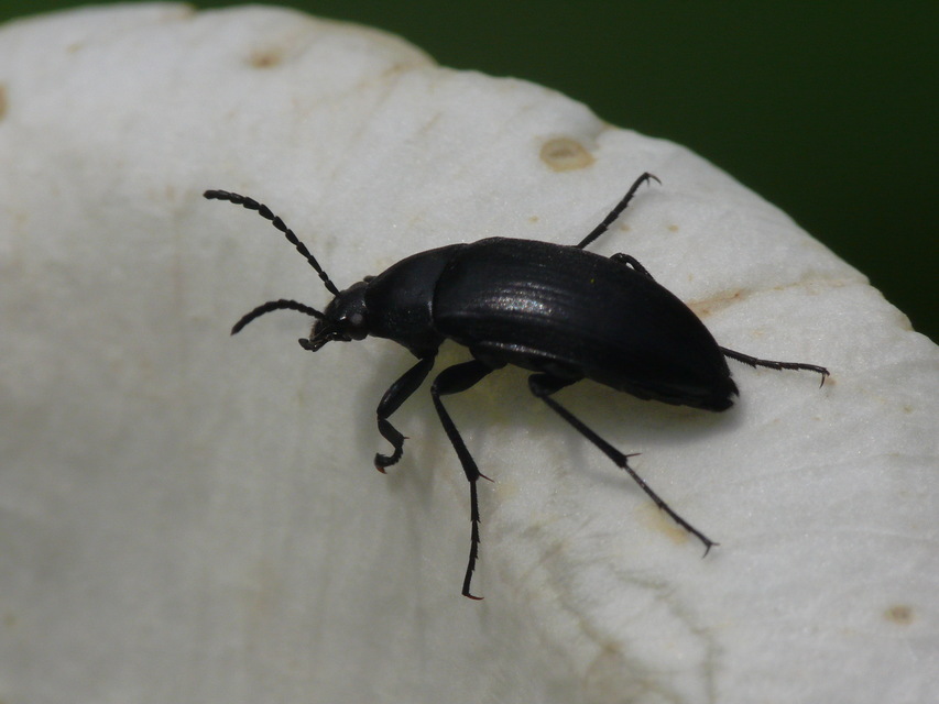 Podonta nigrita - szerecsenbogár