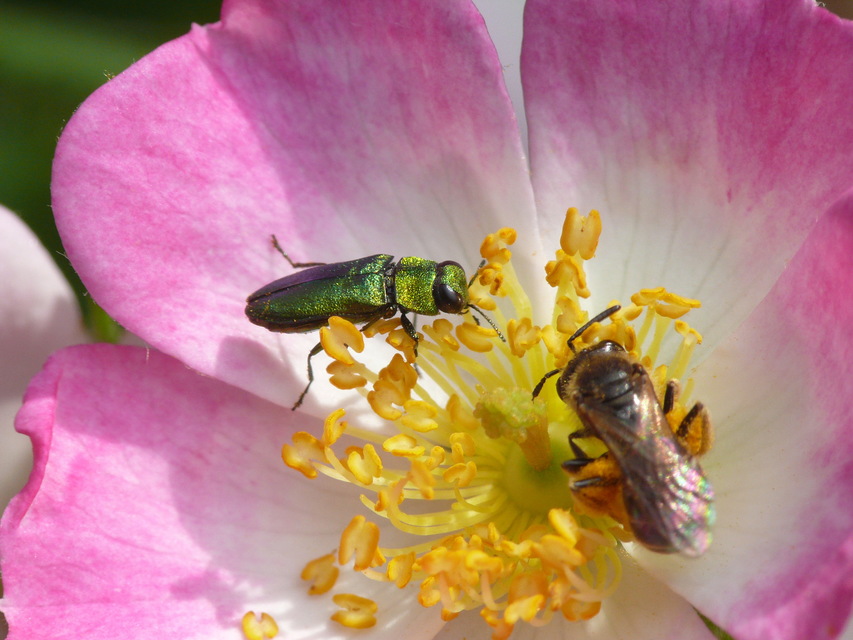 Anthaxia nitidula - ragyogó virágdíszbogár