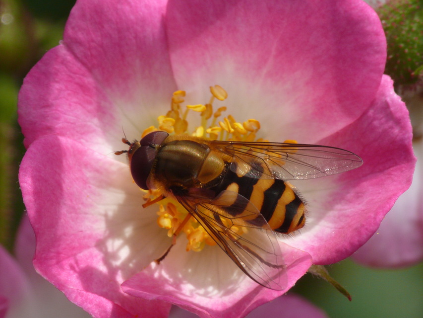 Syrphidae - zengőlegyek