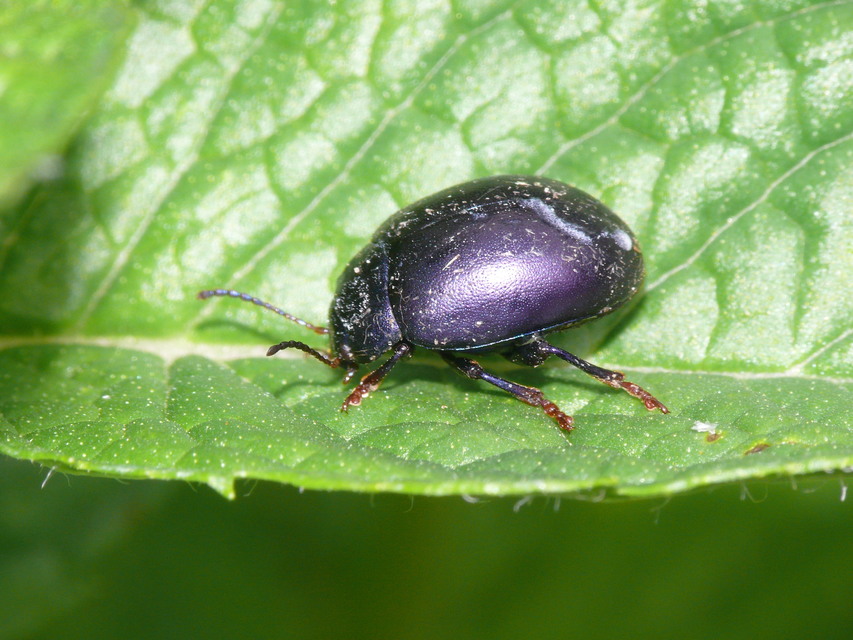 Chrysolina sturmi - vöröslábú levelész