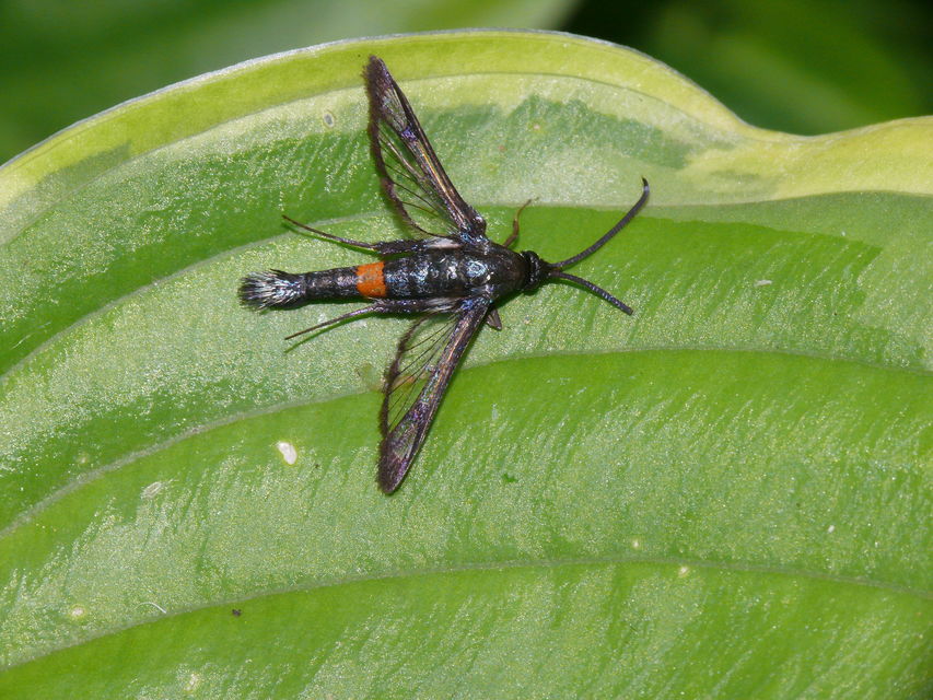 Sesiidae - szitkárfélék