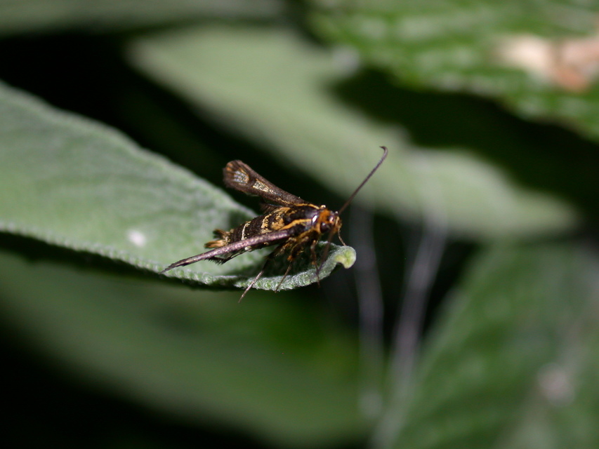 Sesiidae - szitkárfélék