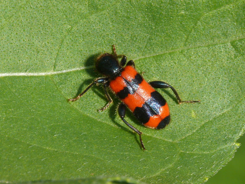 Trichodes apiarius - szalagos méhészbogár