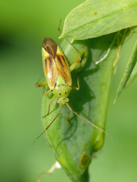 Closterotomus norwegicus - zöld mezeipoloska