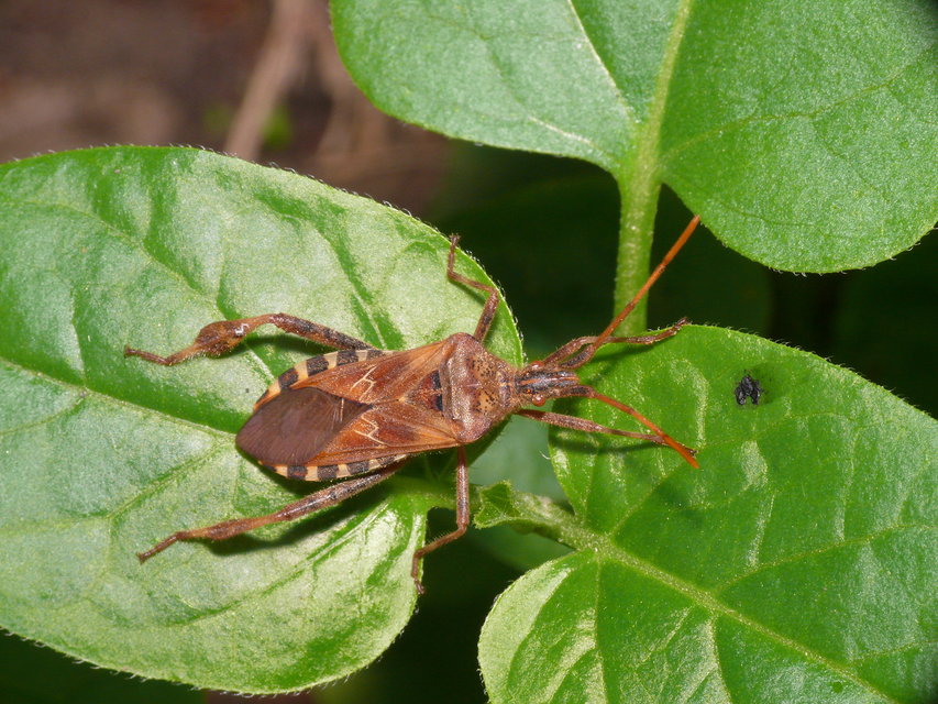 Leptoglossus occidentalis - nyugati levéllábú poloska