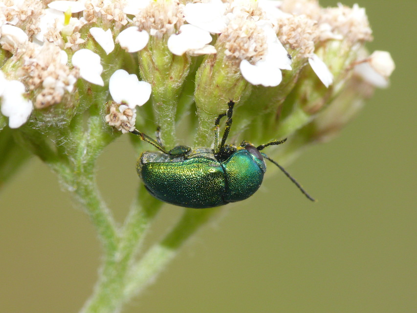 Cryptocephalus