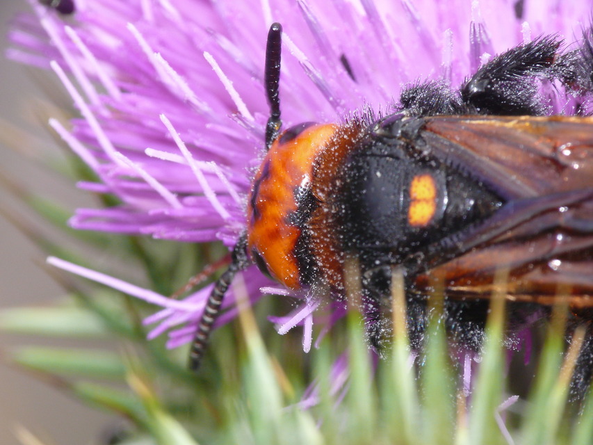 Megascolia maculata - óriás-tőrösdarázs