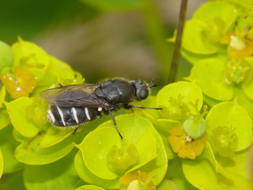 Lasiopa