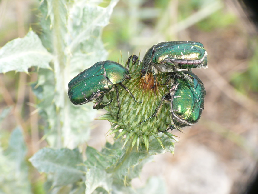 Cetonia aurata - aranyos virágbogár