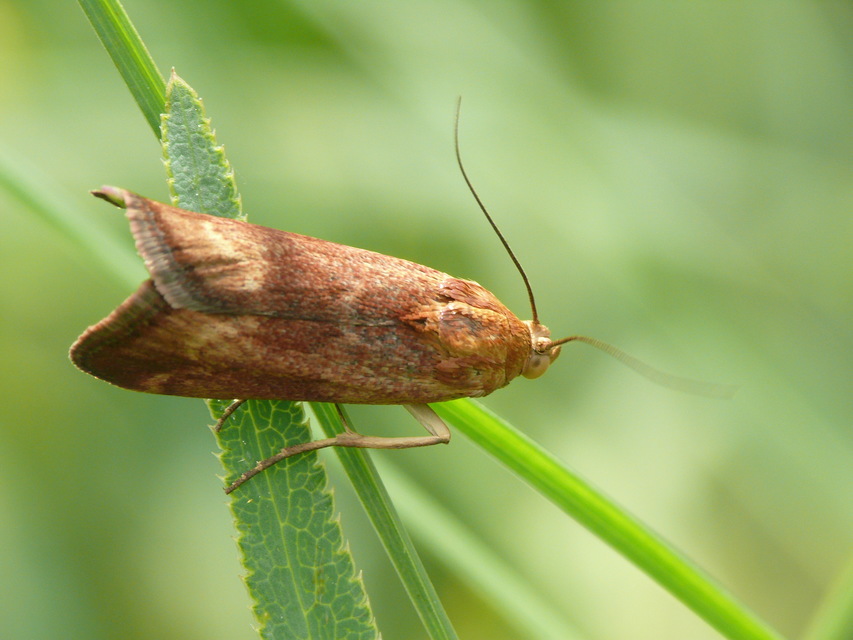 Phycitinae