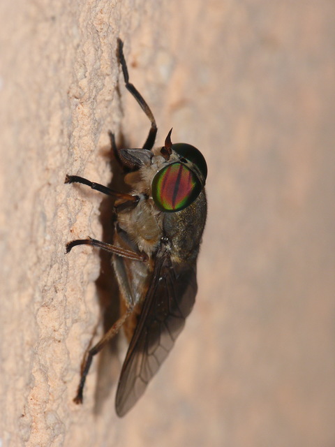 Tabanus