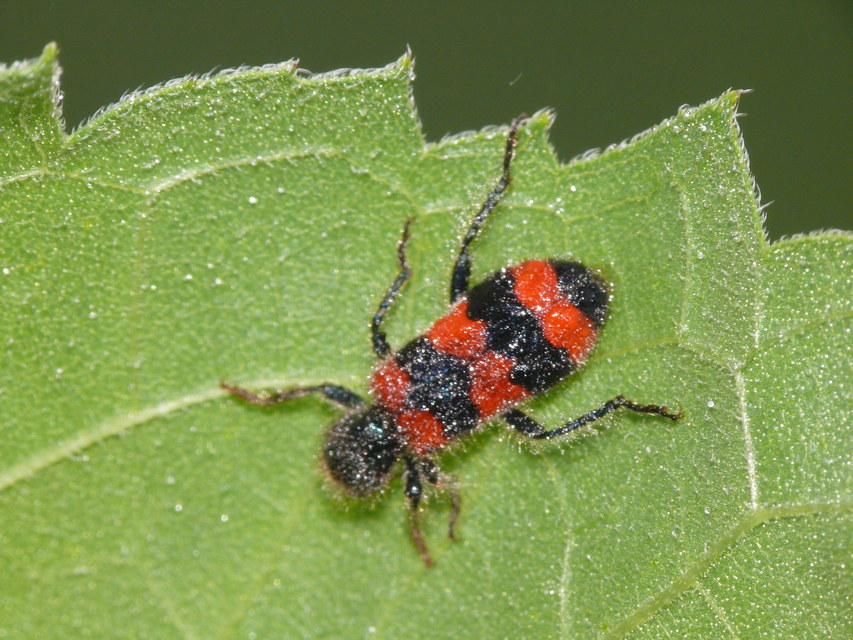 Trichodes apiarius - szalagos méhészbogár