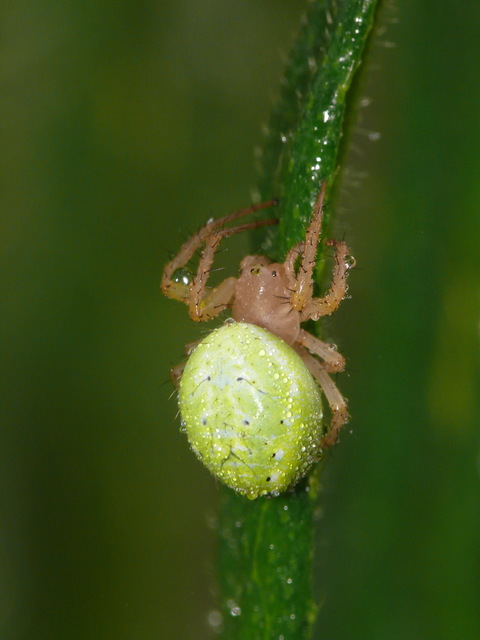 Araniella