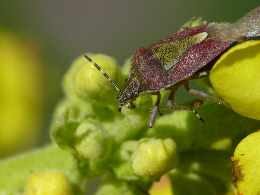 Dolycoris baccarum - közönséges bogyómászó-poloska Dolycoris baccarum - közönséges bogyómászó-poloska