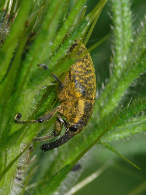 Larinus sturnus - aszat-púderbarkó