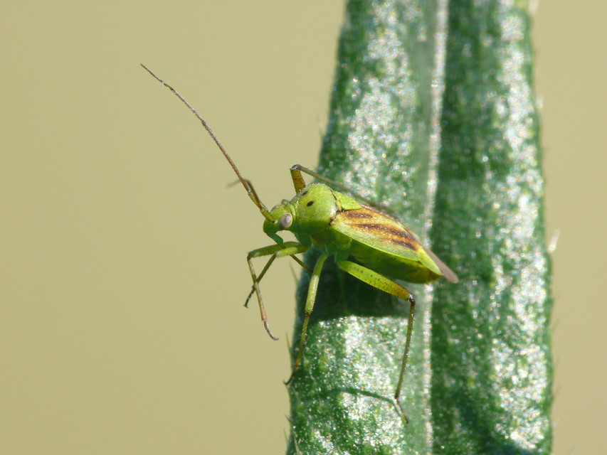 Closterotomus norwegicus - zöld mezeipoloska