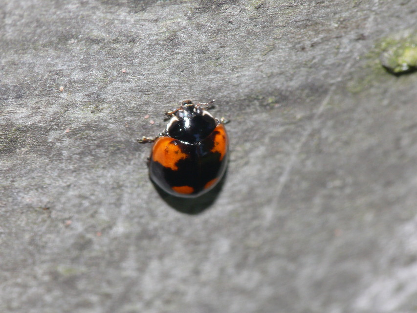 Adalia bipunctata - kétpettyes katica