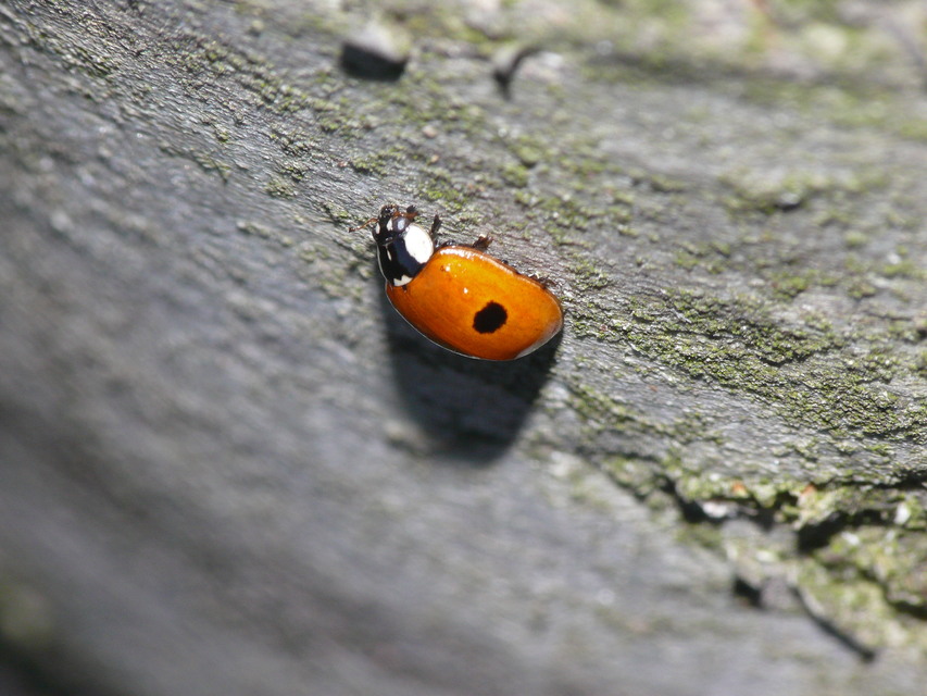Adalia bipunctata - kétpettyes katica