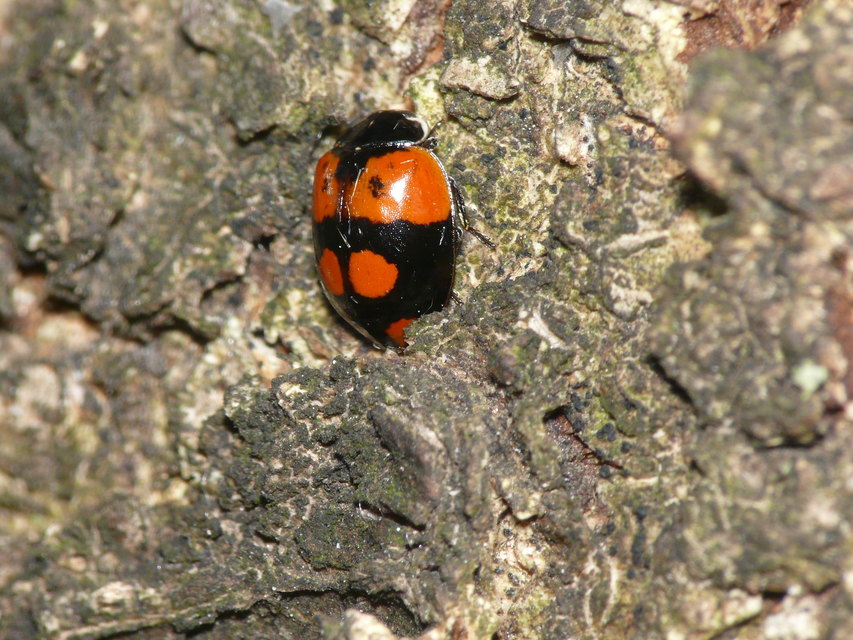 Adalia bipunctata - kétpettyes katica
