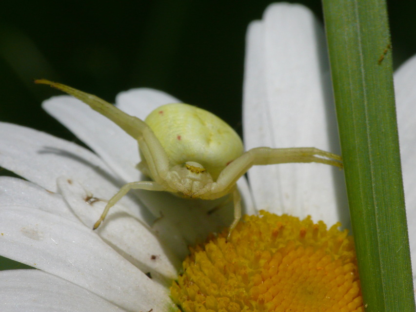 Misumena vatia - viráglakó karolópók