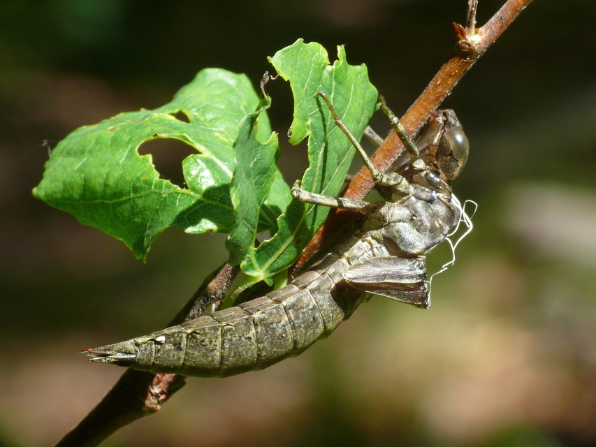 Aeshnidae - karcsú acsák