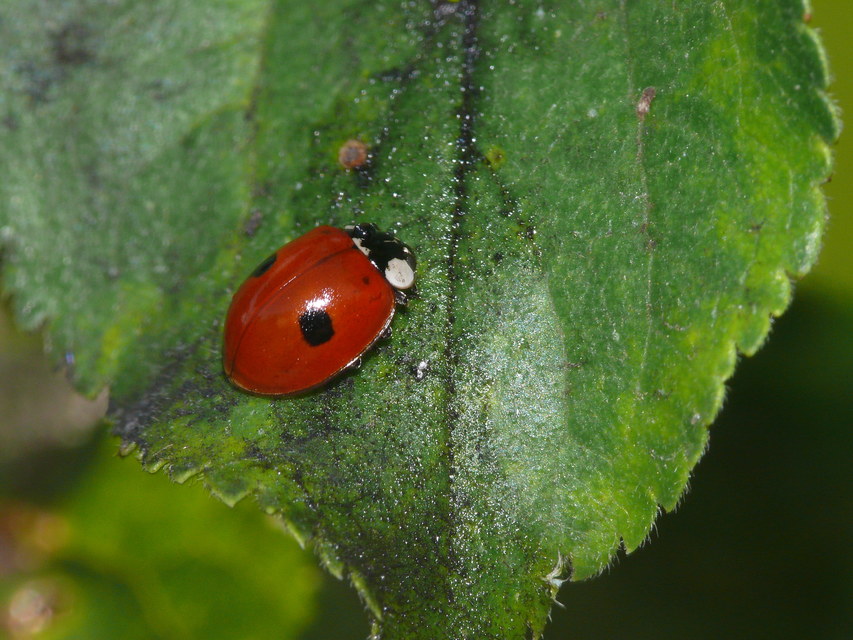 Adalia bipunctata - kétpettyes katica