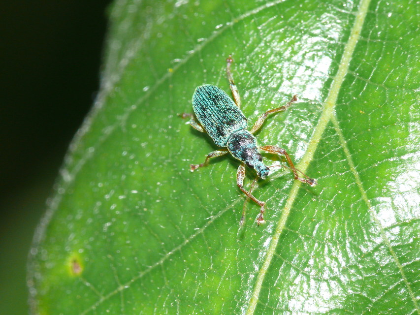 Polydrusus