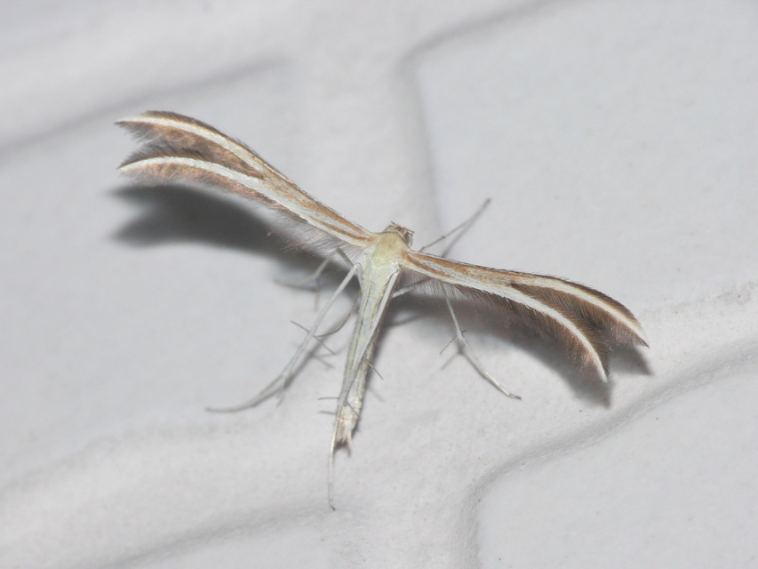 Pterophoridae - tollasmolyfélék