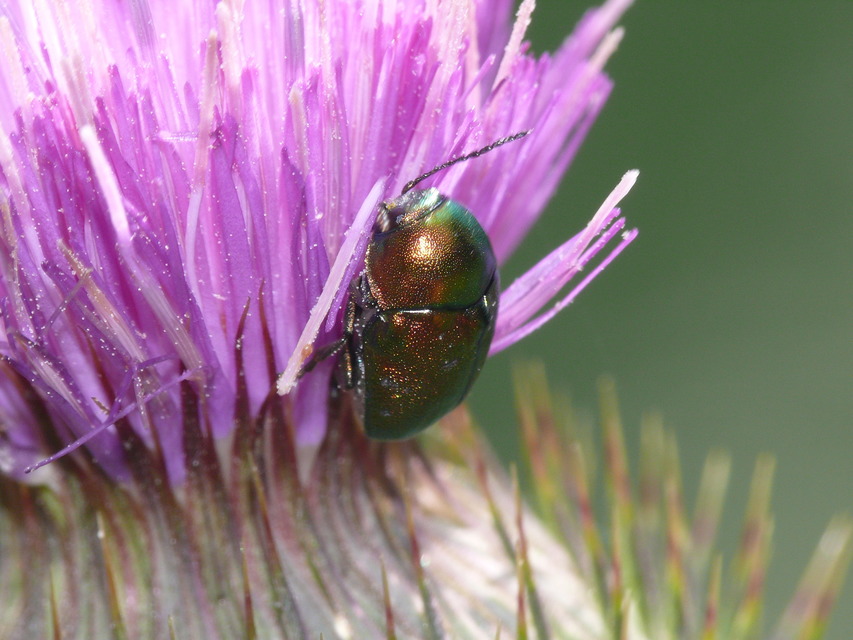 Cryptocephalus