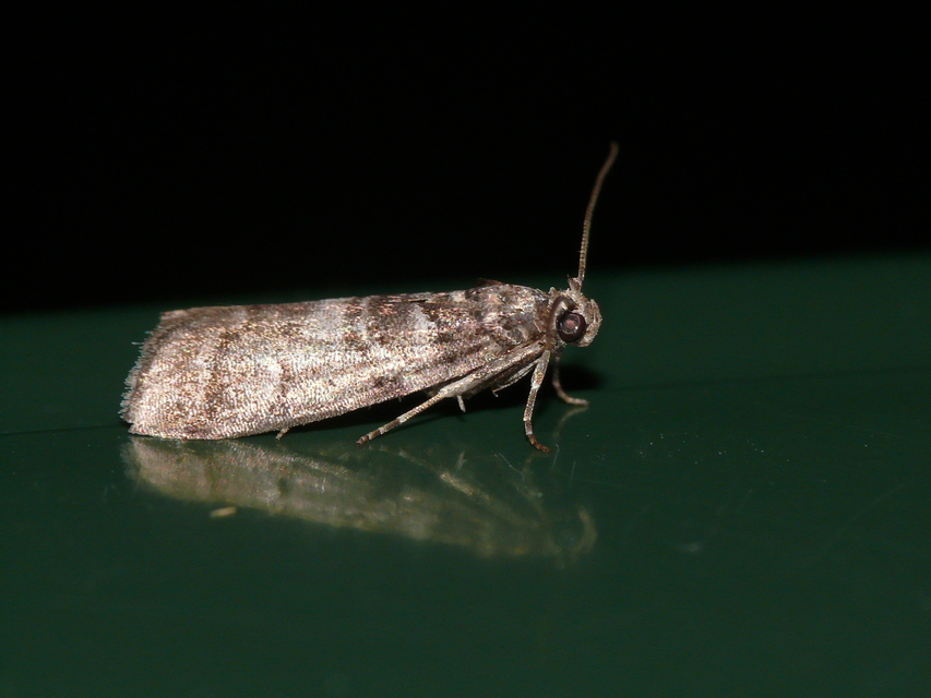 Phycitinae